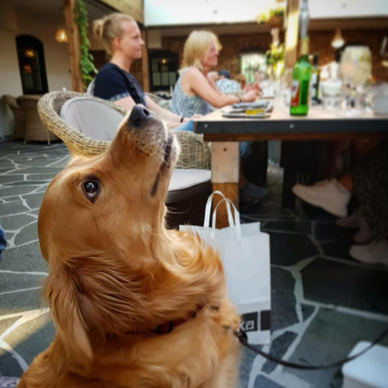 Hund 2020 1